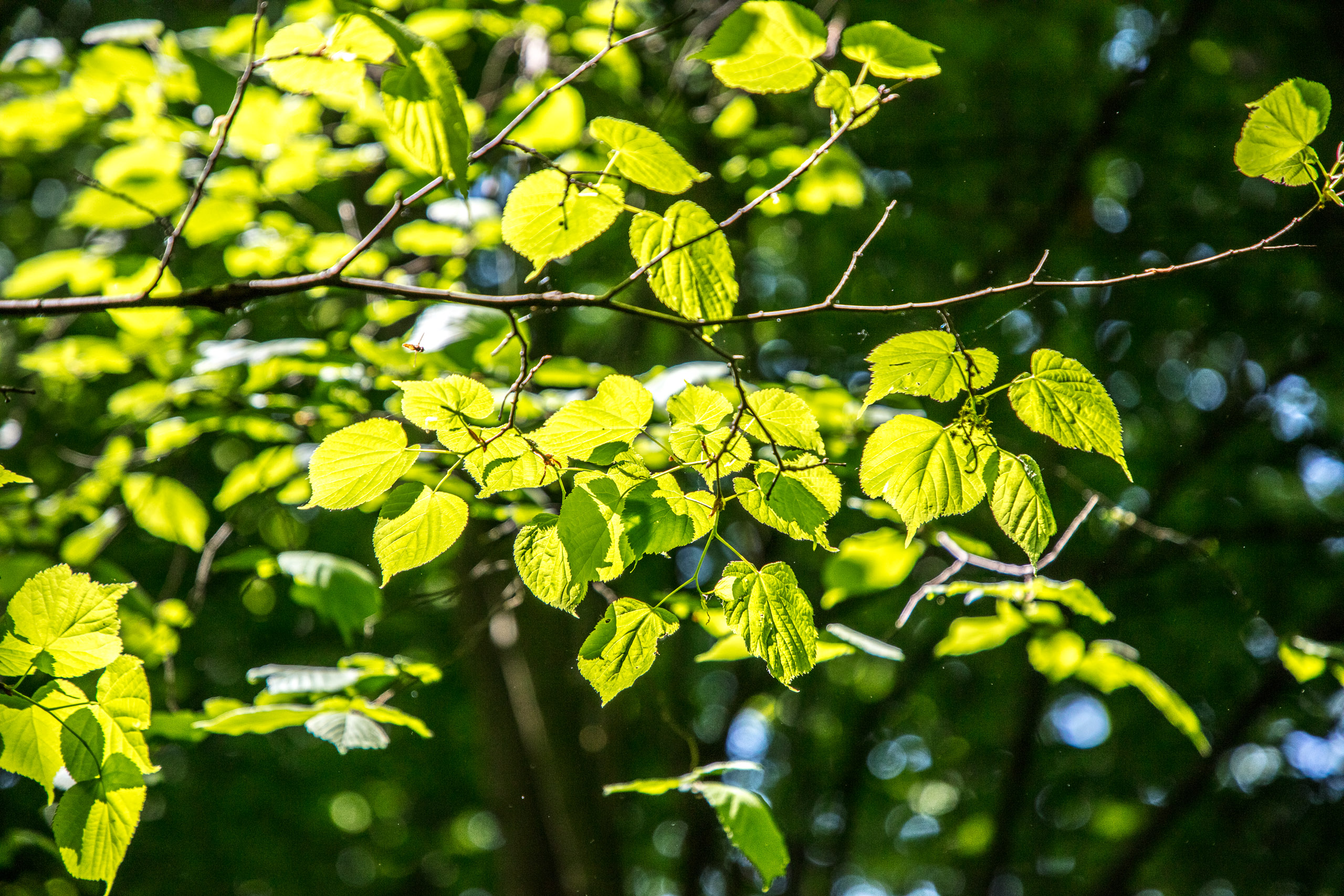 20220508124744 DP017538